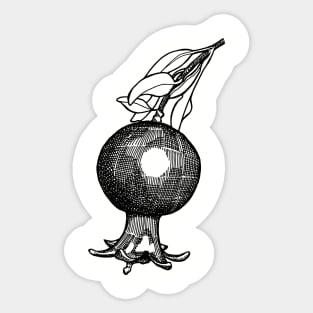 Pomegranate Sticker